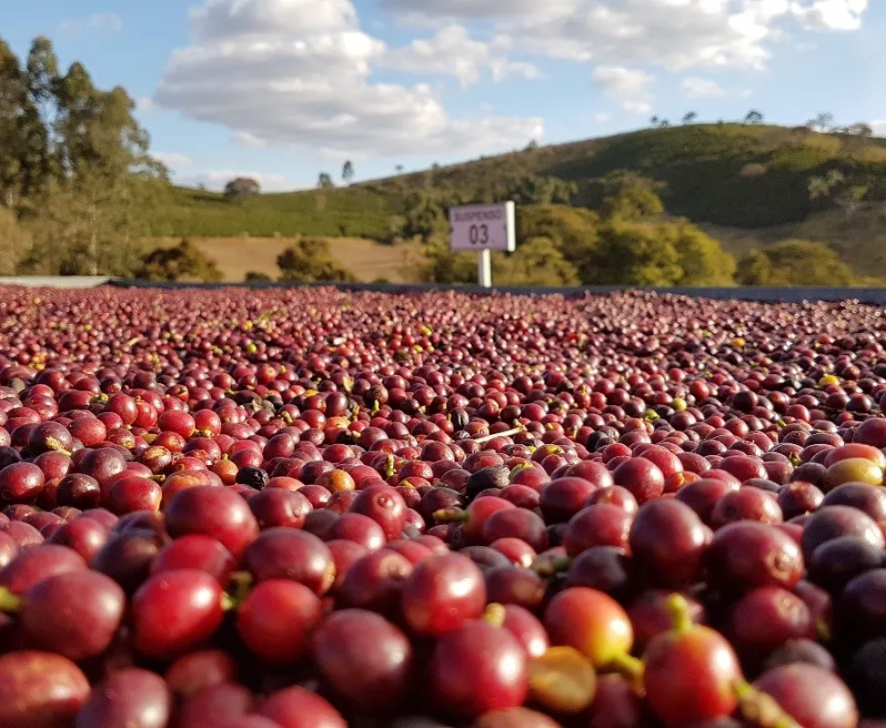 História do<strong><br />Grupo Agro Fonte Alta</strong>